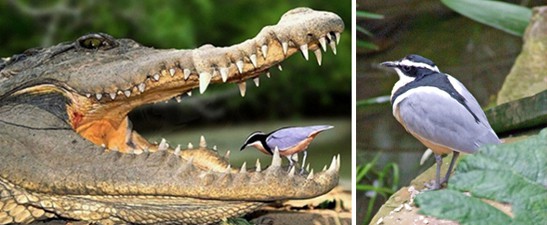 Resultado de imagen de pájaro dientes cocodrilo