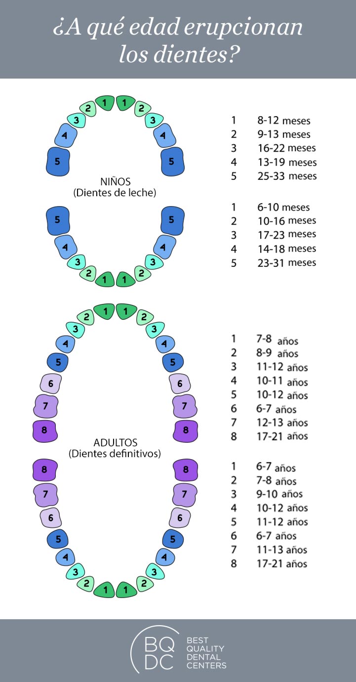 Infografía: erupción de los dientes de leche y los dientes definitivos