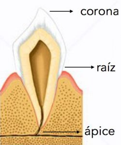Partes del diente, Glosario BQDC